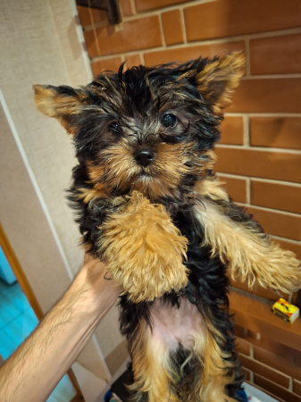 Чистокровные щенки Йоркширского Терьера.