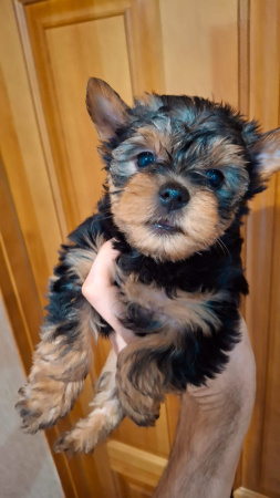 Чистокровные щенки Йоркширского Терьера.