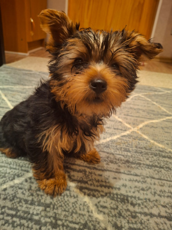 Чистокровные щенки Йоркширского Терьера.